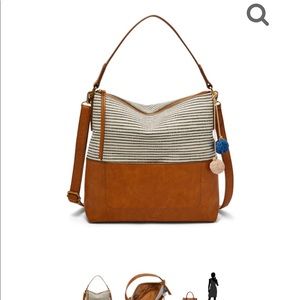 Fossil Amelia hobo